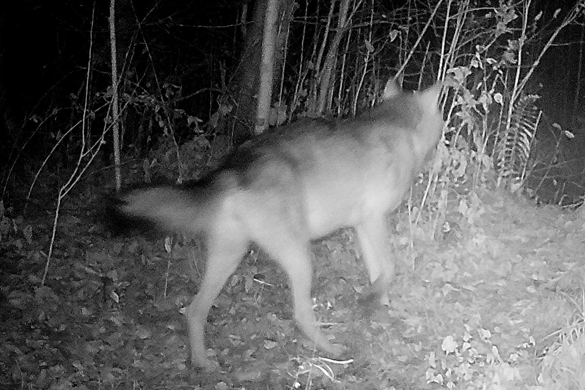 Metsauudiseid: tänavu tohib küttida 163 hunti