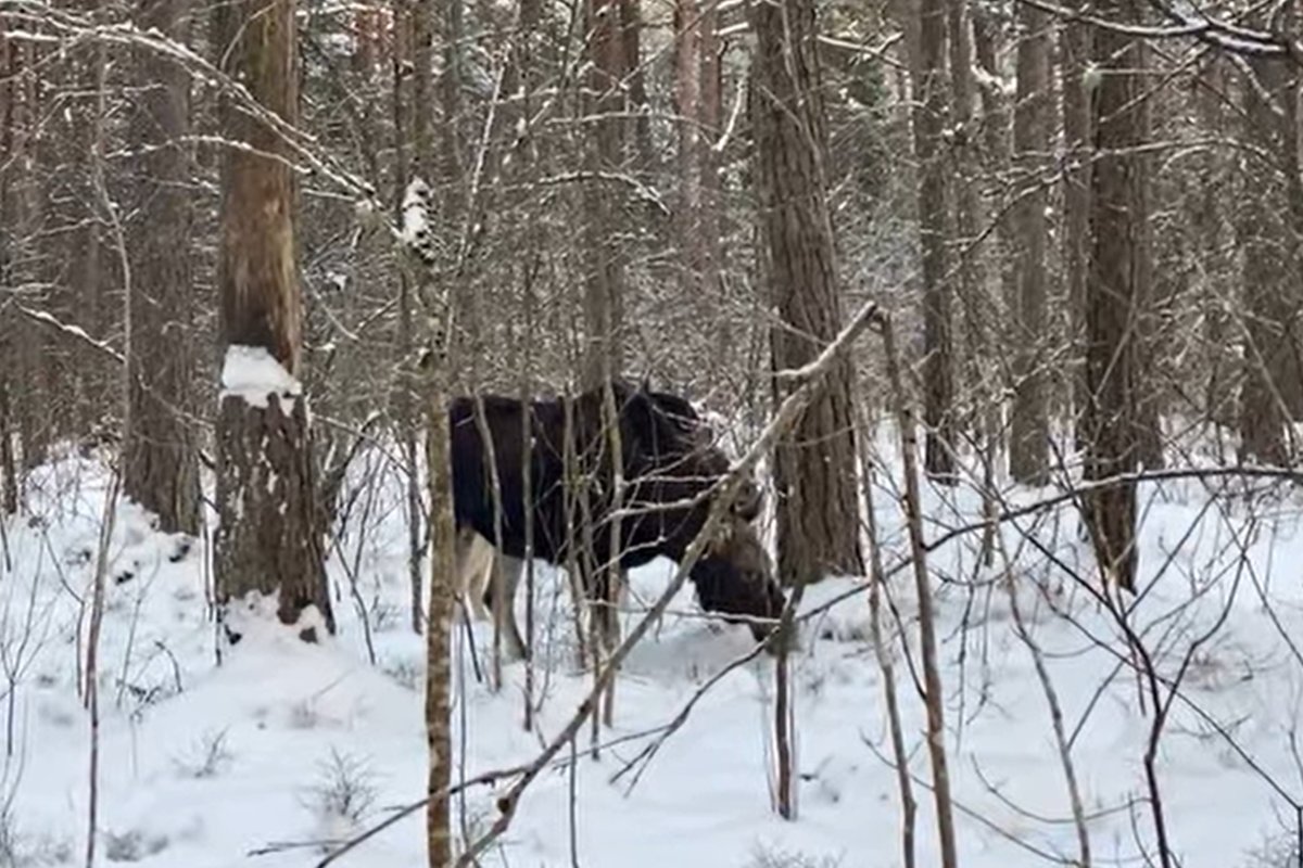 VIDEOD | Pirita elanik püüdis kaamerasse Kloostrimetsas elavad kolm põtra
