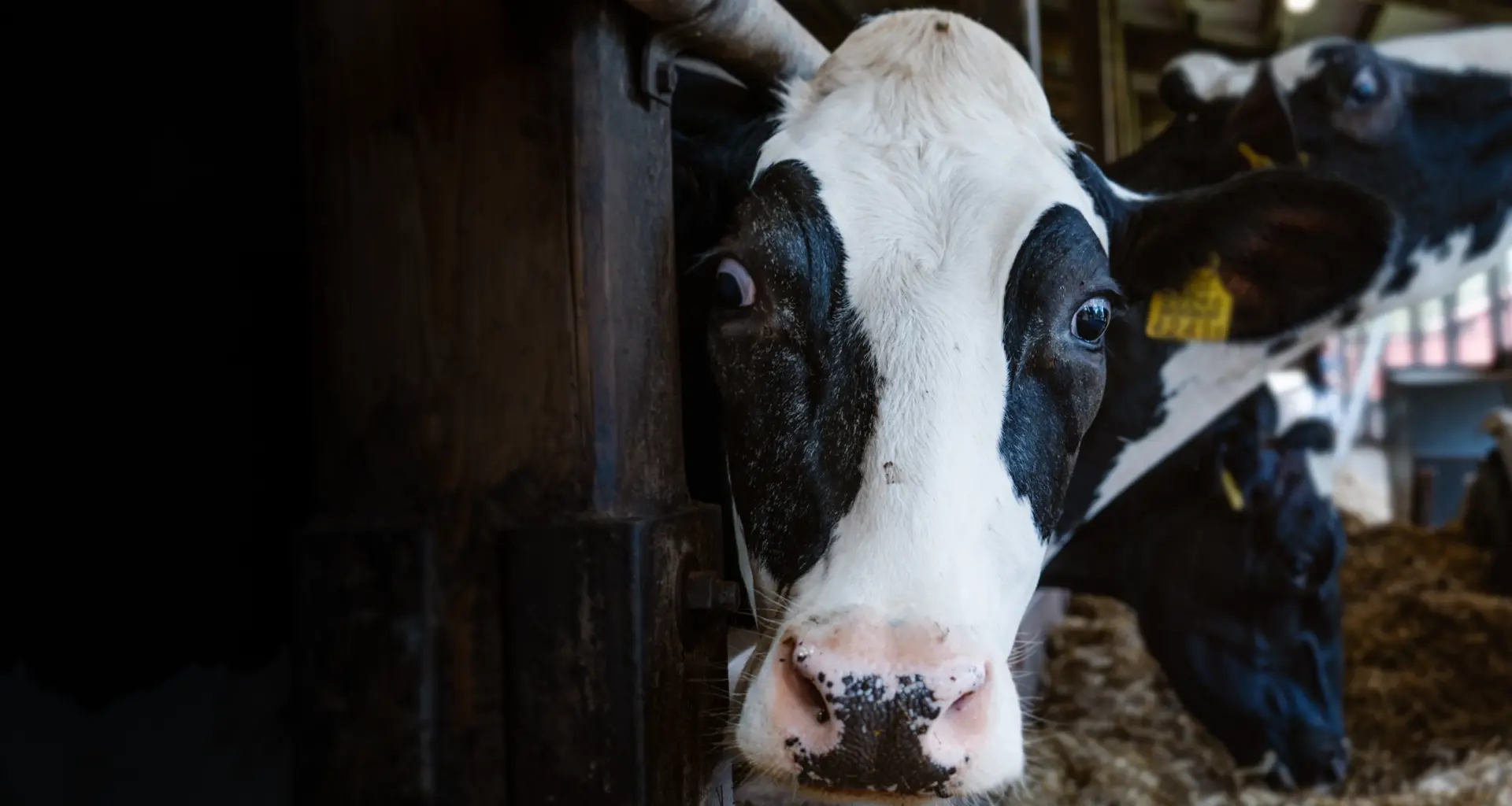 E-Piima makseraskused tekitavad farmerites ebakindlust