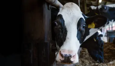 E-Piima makseraskused tekitavad farmerites ebakindlust