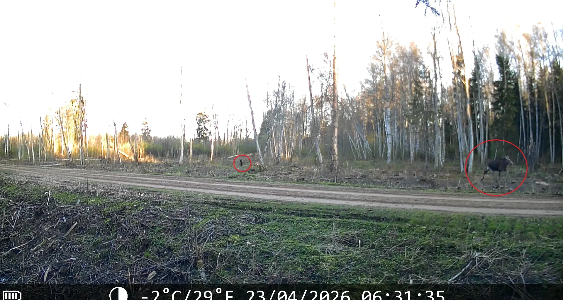 VIDEO: Karu jälitas Viljandis põtra ja sai tõenäoliselt viga