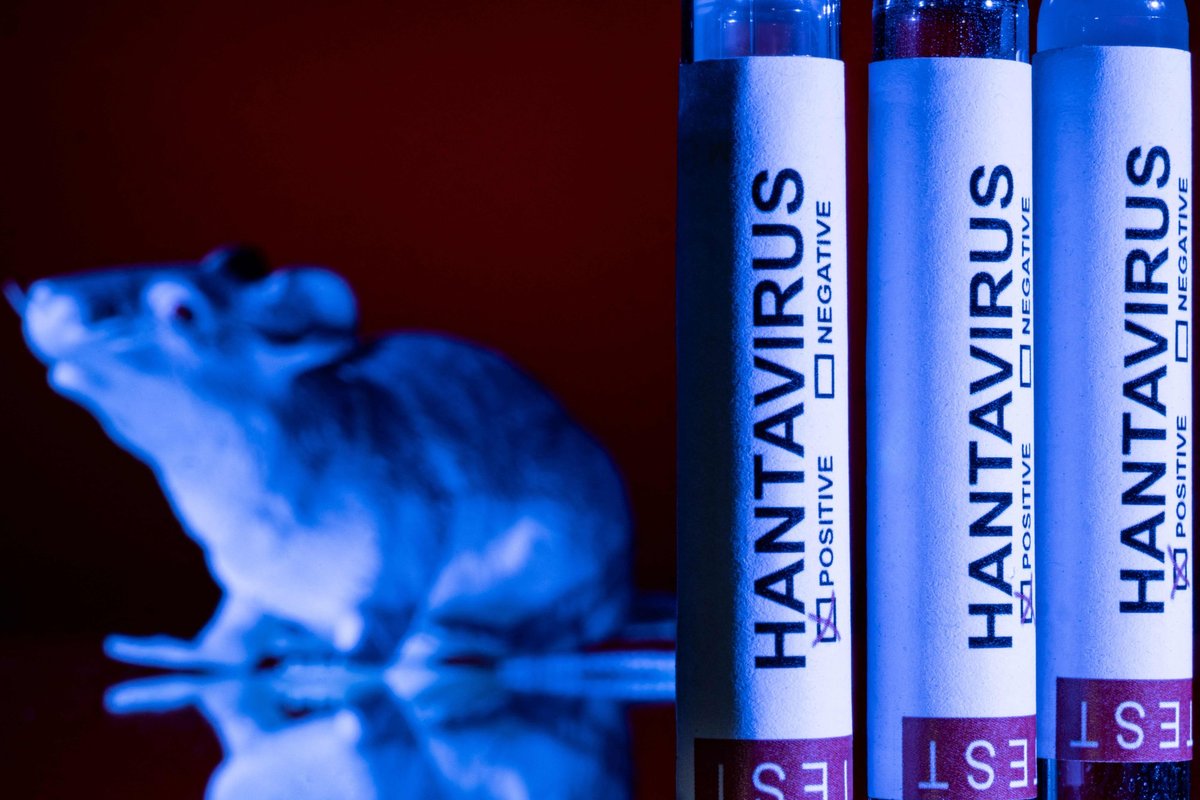 Terviseamet: Kruiisilaevalt alguse saanud hantaviiruse Eestis levimise risk on ebatõenäoline