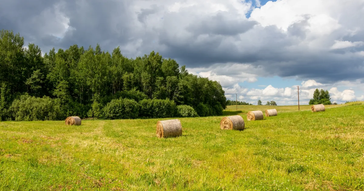 PÄEVAHOROSKOOP ⟩ 4. august: Sõnnidel nõuavad finantsasjad paindlikkust, Lõvide võib sõpruskogukonnas esineda arusaamatusi