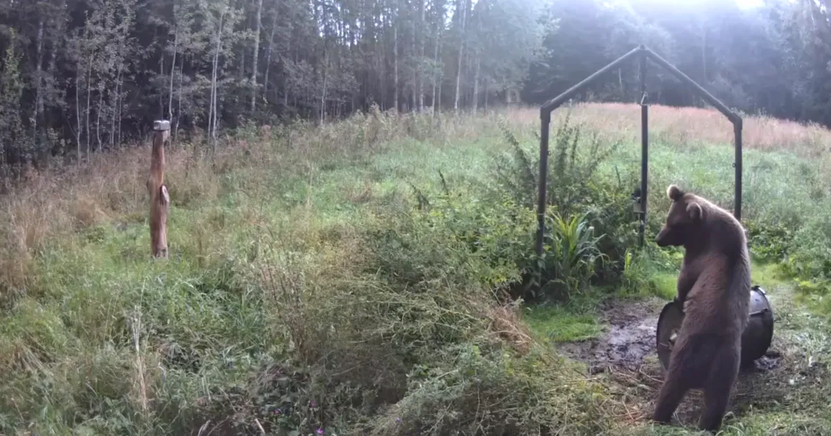 VIDEO ⟩ Näljane karu maadles Viljandimaal söödatünniga