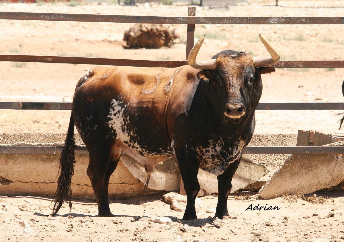 'Chivato', del hierro Torrestrella, saldrá a continuación del Miura.