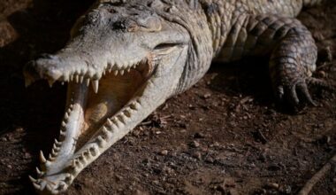 Aparece un cocodrilo en Palma: tres metros de largo, 150 kilos... y hueco
