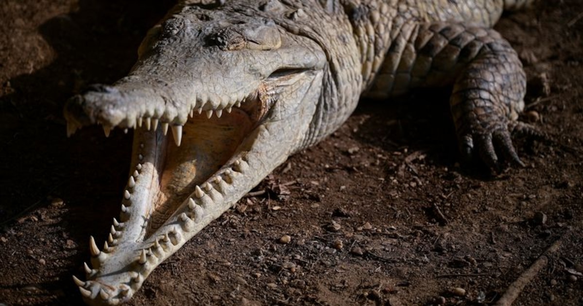 Aparece un cocodrilo en Palma: tres metros de largo, 150 kilos... y hueco