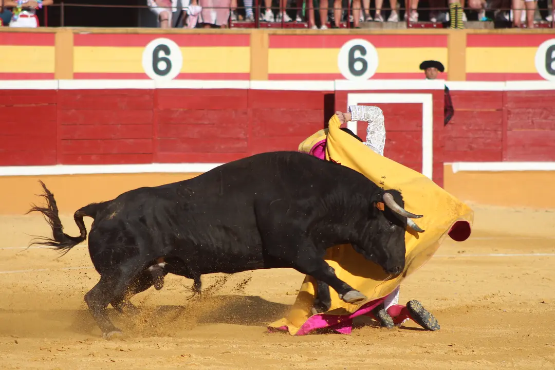 Novillada con picadores en Tudela día 25 2025 20