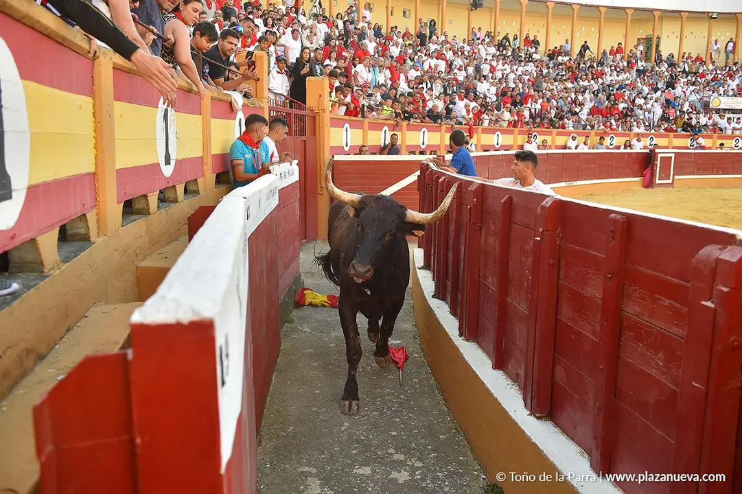 Exhibición de Bravura Arriazu en Tudela 2025 6