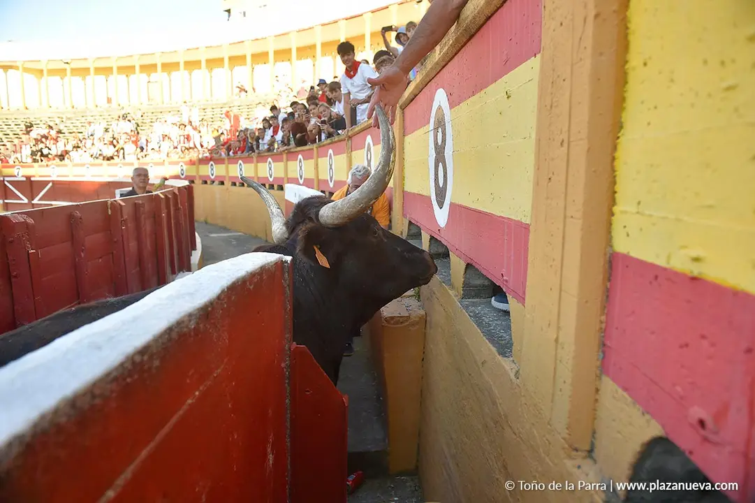 Exhibición de Bravura Arriazu en Tudela 2025 7