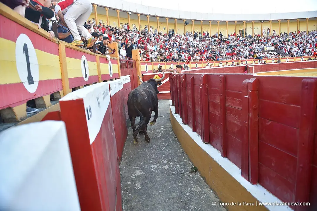 Exhibición de Bravura Arriazu en Tudela 2025 11