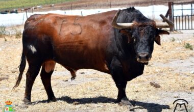 Un sobrero de Cebada en Pamplona será protagonista en la final del concurso de recortes de Villaseca