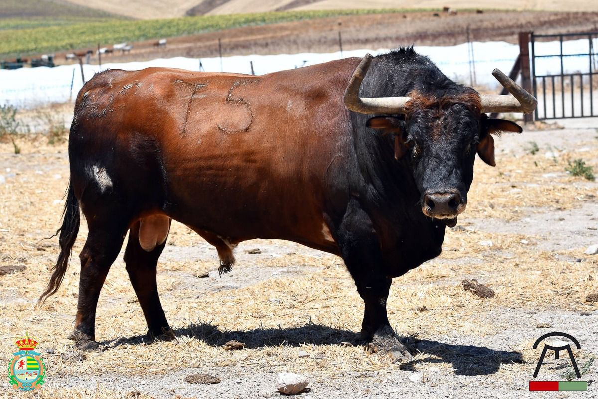 Un sobrero de Cebada en Pamplona será protagonista en la final del concurso de recortes de Villaseca