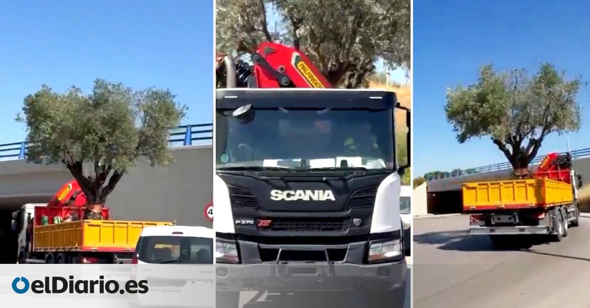 La retirada de grandes olivos y el recorte de sombras por la Fórmula 1 en Madrid termina de hartar a los vecinos de Ifema