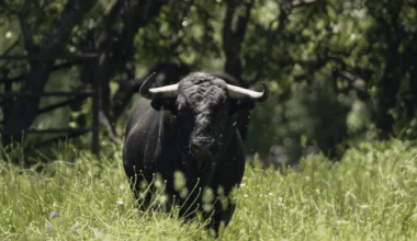 Ciudad Real: Los toros de Victoriano del Río para el encontronazo entre Morante y Roca rey