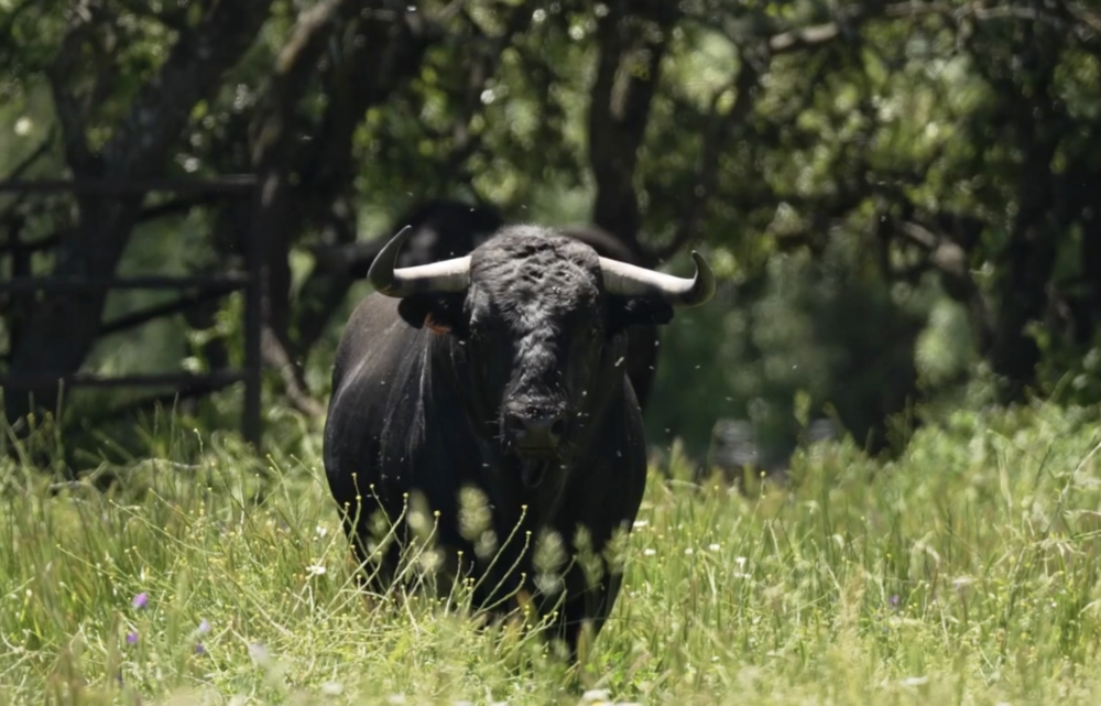 Ciudad Real: Los toros de Victoriano del Río para el encontronazo entre Morante y Roca rey