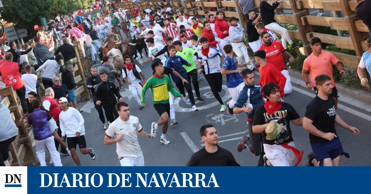 los mozos disfrutan de las carreras ante una manada compacta