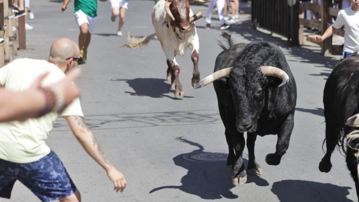 Gran afluencia de público en el animado encierro de Íscar