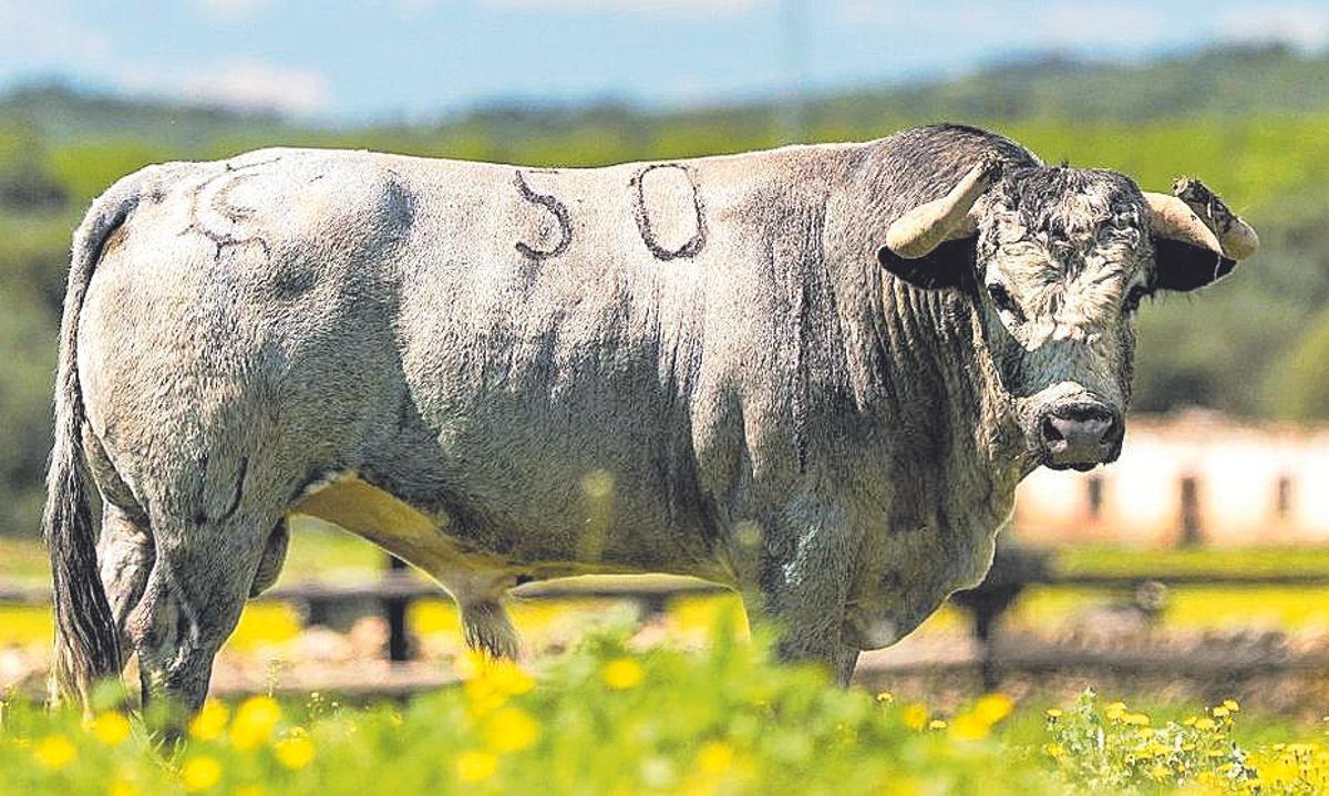 "Pingón", uno de los toros de "La Quinta" que estará en el coso gijonés.