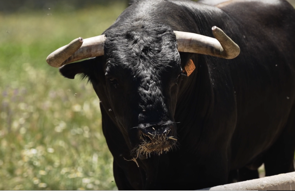 Toros para la corrida de Ciudad Real