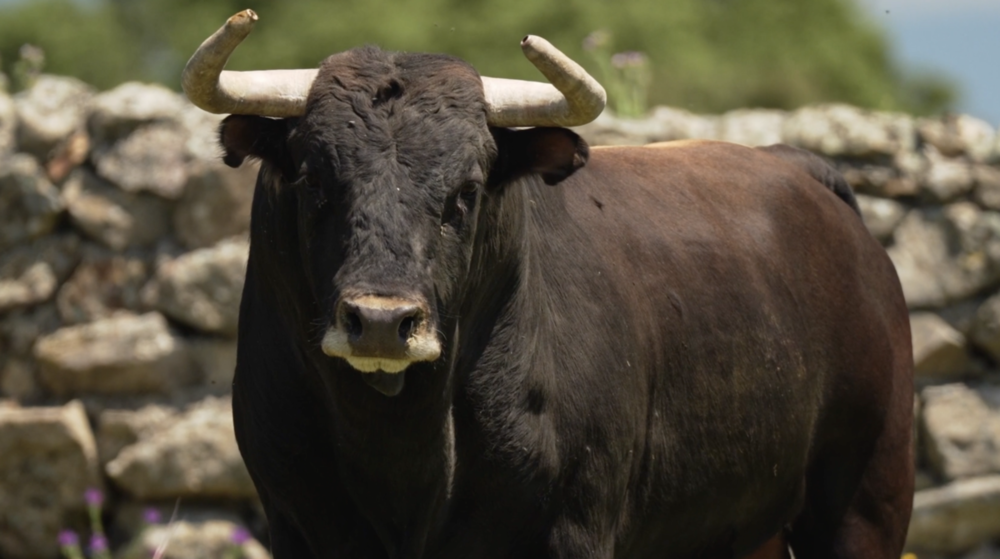 Toros para la corrida de Ciudad Real