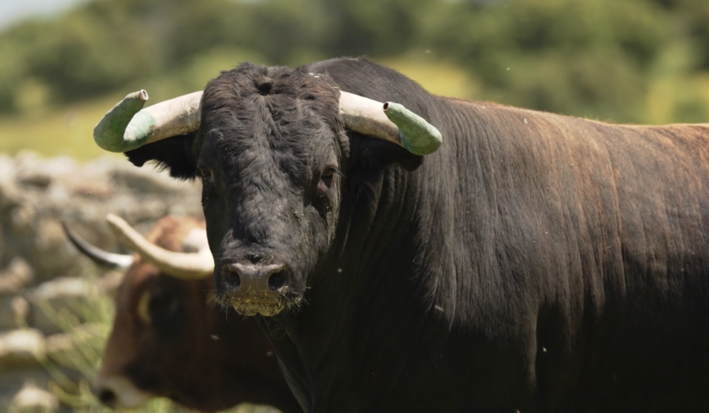 Toros para la corrida de Ciudad Real