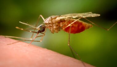 El sur de China registra brote de chikungunya con miles de casos