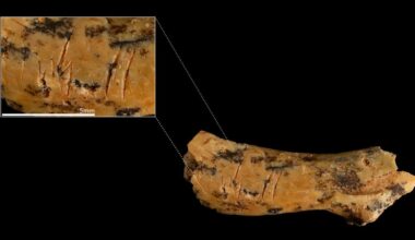 El fósil de un niño de 3 años decapitado reafirma el canibalismo en Atapuerca