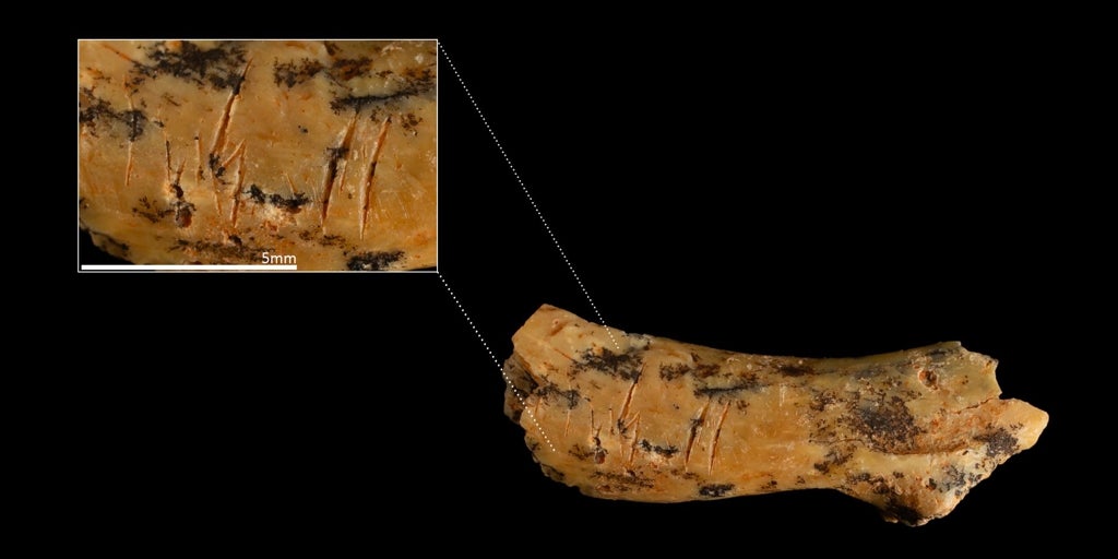 El fósil de un niño de 3 años decapitado reafirma el canibalismo en Atapuerca