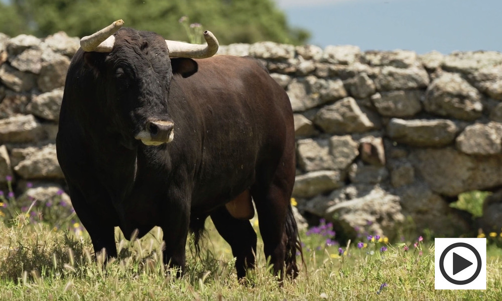 Toros para la corrida de Ciudad Real