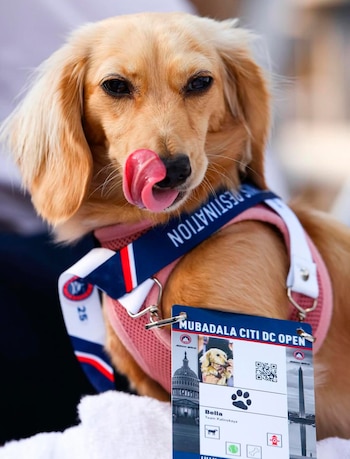 Bella tiene una acreditación en