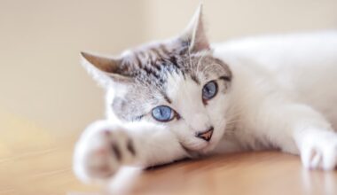 El poder del gato | EL PAÍS Semanal
