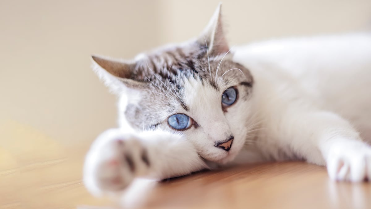 El poder del gato | EL PAÍS Semanal