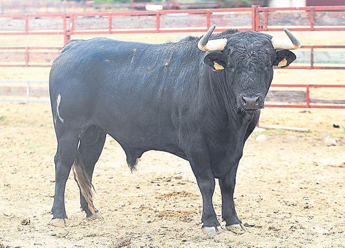 "Corretón", de Ribeiro Telles, toro para la corrida de rejones de El Bibio.