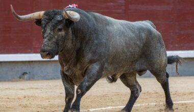 El septiembre torista de Las Ventas define sus carteles