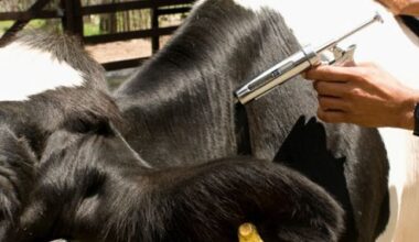 Una investigación concluye que la vacunación es la opción más rentable frente a la fiebre aftosa