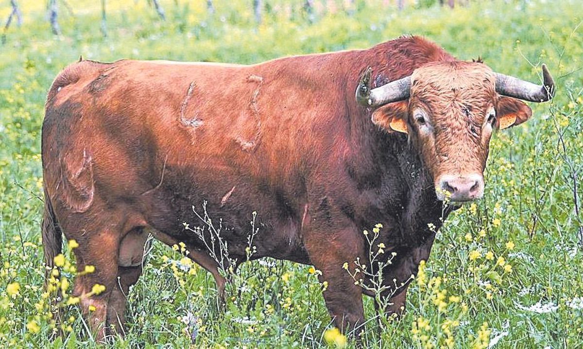 "Barredor", de Núñez del Cuvillo, estará en El Bibio.