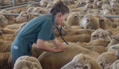 Advierten de un desconocimiento general sobre la fiebre Q entre los veterinarios del sur de España