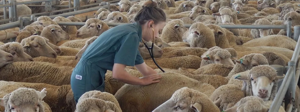 Advierten de un desconocimiento general sobre la fiebre Q entre los veterinarios del sur de España
