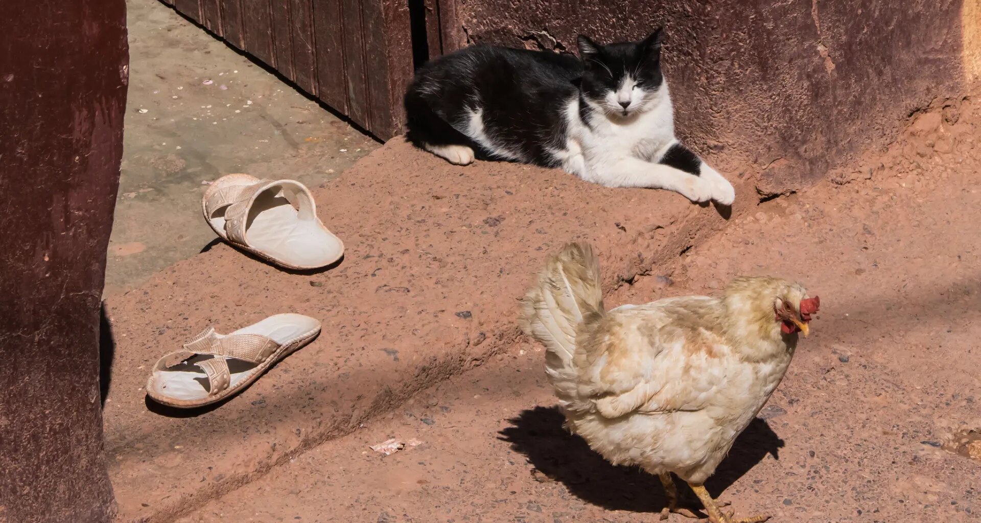 La ciencia investiga cómo reducir las alergias a los gatos con ayuda de las gallinas