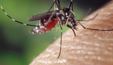 Detectan el primer caso autóctono de chikunguña en el País Vasco francés