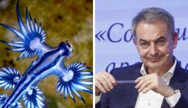 La playa donde veranea Zapatero, cerrada por la presencia de dragones azules venenosos