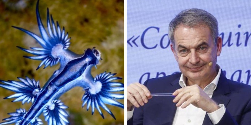 La playa donde veranea Zapatero, cerrada por la presencia de dragones azules venenosos