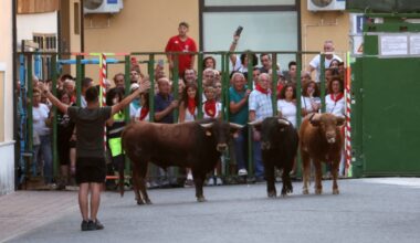 Pedrajas celebra su primer encierro con las calles y la plaza llenas