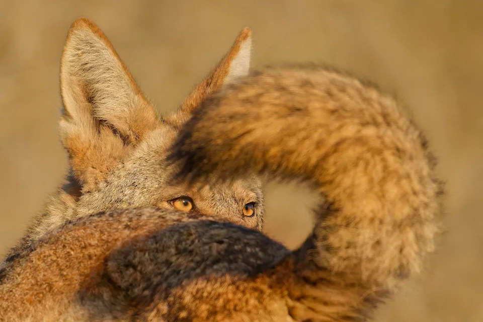 Primer plano del ojo ámbar de un coyote macho, enmarcado por la larga cola de punta negra de una hembra cercana. Ambos coyotes son parcialmente visibles en la suave luz natural.
