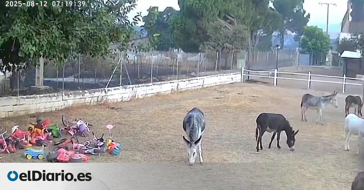 Burrolandia evita la tragedia ante el incendio de Tres Cantos gracias a las cámaras y a unos animales "muy listos"