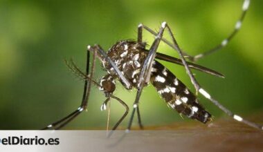 El cambio climático impulsa la expansión del dengue y la chikungunya en Europa - elDiario.es