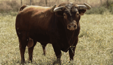 Seria corrida de Martín Lorca para su debut en Ciudad Real