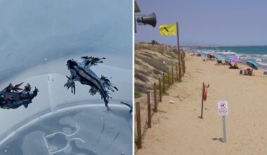 Los dragones azules encontrados en la playa dels Vivers de Guardamar del Segura.
