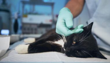 Un gato en la consulta de un veterinario.